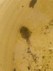 Trinectes maculatus