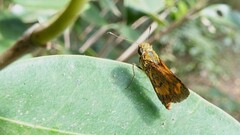 Oriens goloides