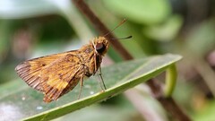 Oriens goloides