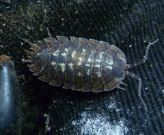 Porcellio spinipennis