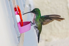 Chrysuronia leucogaster