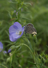 Linum komarovii