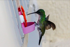 Chrysuronia leucogaster