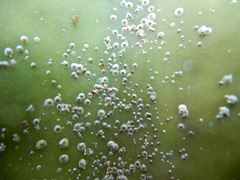Diaspis echinocacti