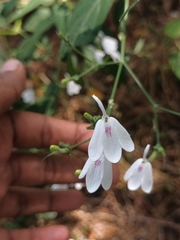 Rhinacanthus nasutus