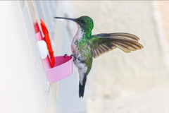 Chrysuronia leucogaster