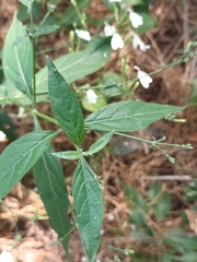 Rhinacanthus nasutus