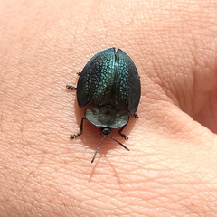 Cyrtonota