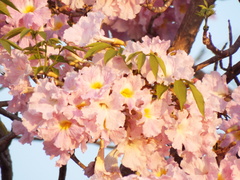 Tabebuia rosea
