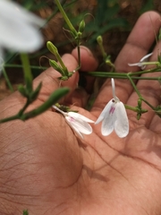 Rhinacanthus nasutus