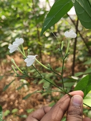 Rhinacanthus nasutus