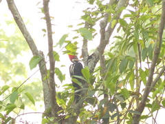 Campephilus melanoleucos