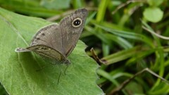 Ypthima huebneri
