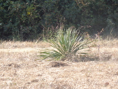 Yucca necopina