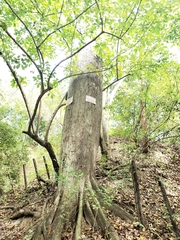 Ceiba pentandra