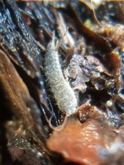 Lepismatidae