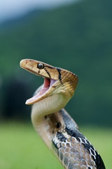Coelognathus radiatus