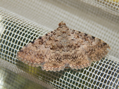 Polydesma umbricola