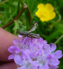 Dorycera grandis