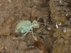 Sminthurus viridis