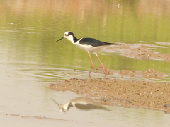 Himantopus mexicanus melanurus