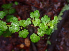 Ribes californicum