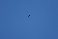 Gypaetus barbatus barbatus