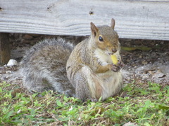 Sciurus carolinensis
