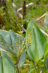 Stelis gelida