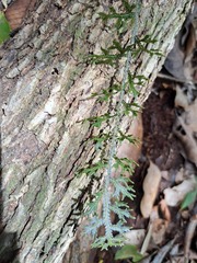 Selaginella neocaledonica