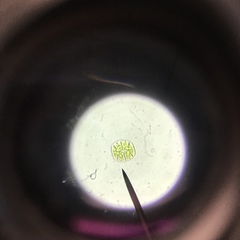 Micrasterias truncata