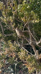 Passer domesticus