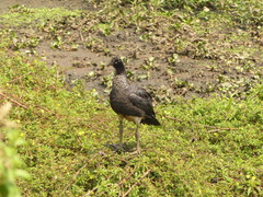 Anhima cornuta