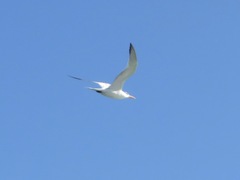 Thalasseus maximus