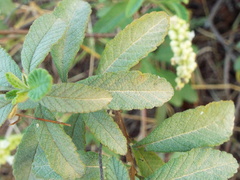 Varronia curassavica