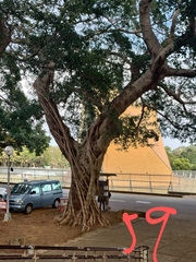 Ficus microcarpa microcarpa