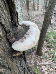 Fomitopsis ochracea