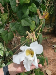 Thunbergia grandiflora