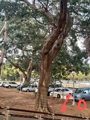 Ficus microcarpa microcarpa