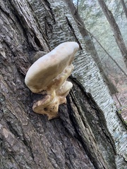 Fomitopsis ochracea
