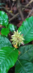 Rubiaceae