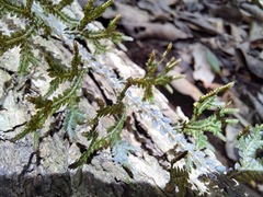 Selaginella neocaledonica