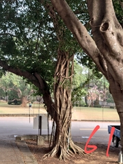 Ficus microcarpa microcarpa