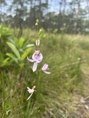 Calopogon pallidus