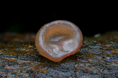 Auricularia heimuer