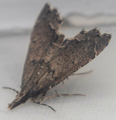 Diplopseustis perieresalis