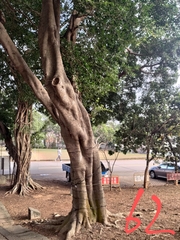 Ficus microcarpa microcarpa