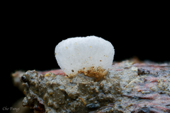 Hohenbuehelia reniformis