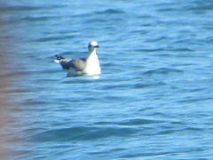 Leucophaeus atricilla