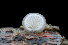 Hohenbuehelia reniformis